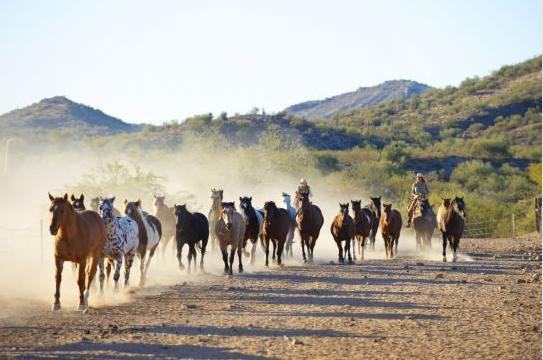 Rancho De Los Caballeros Wickenburg Exteriör bild