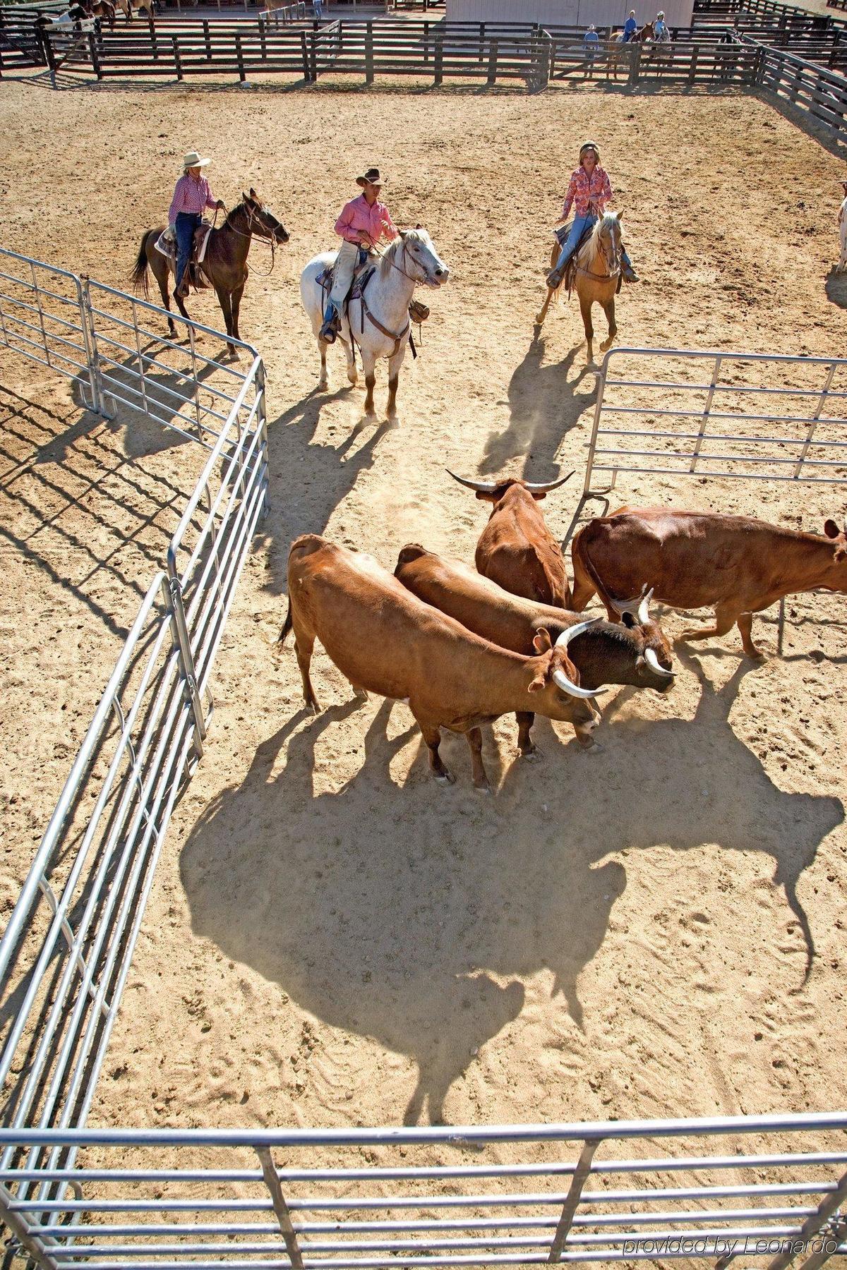 Rancho De Los Caballeros Wickenburg Exteriör bild